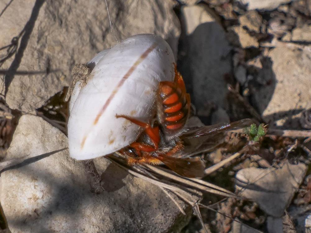  Rhodanthidium sticticum (Fabricius, 1787)