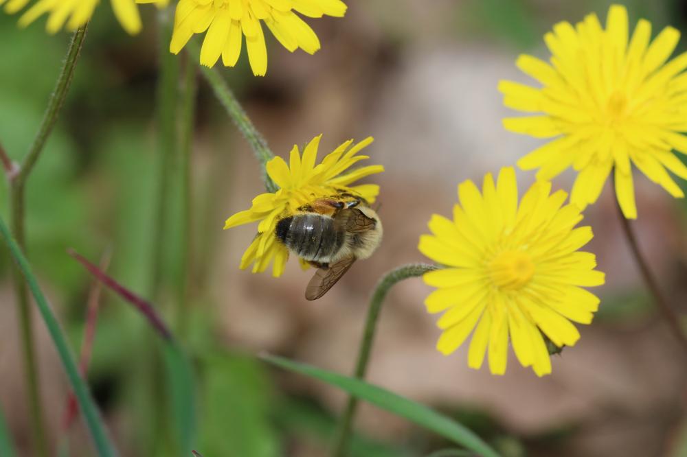 Andrena nigroaenea (Kirby, 1802)