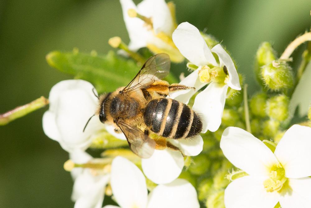 Andrena Fabricius, 1775
