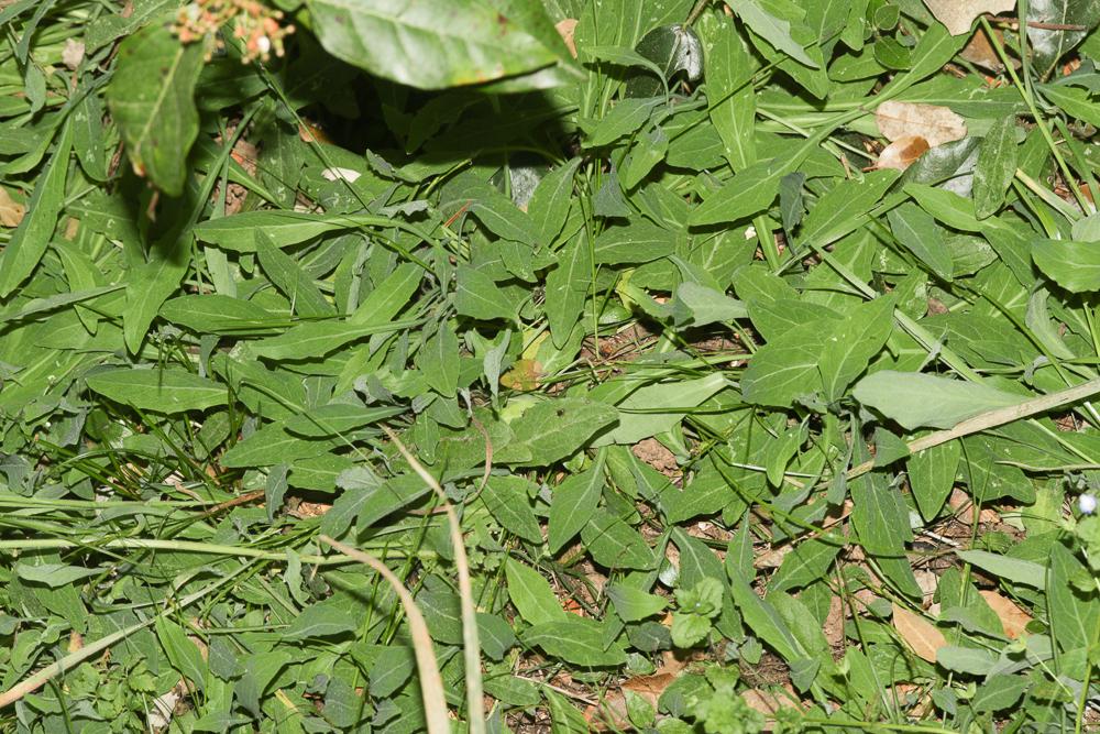 Crépis bulbeux Sonchus bulbosus (L.) N.Kilian & Greuter, 2003
