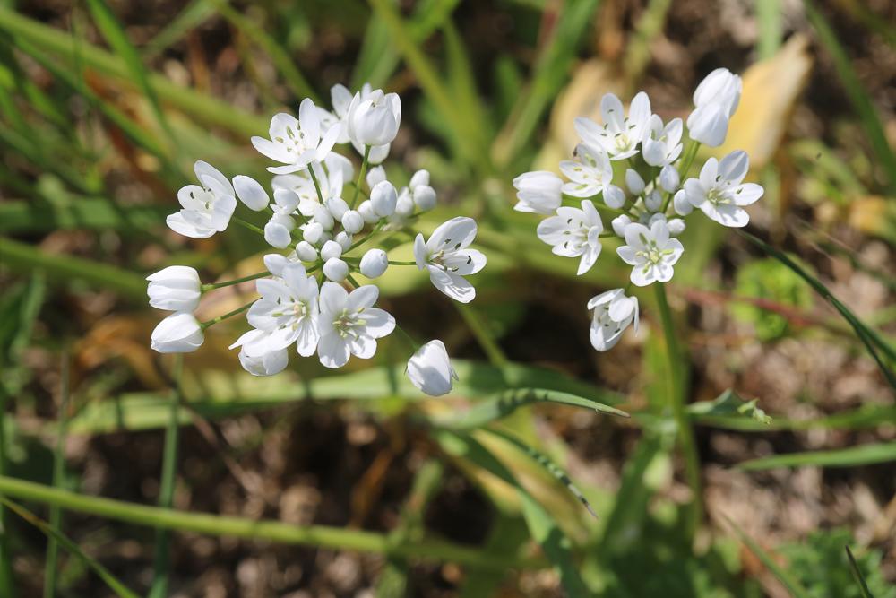 Ail de Naples, Ail blanc Allium neapolitanum Cirillo, 1788