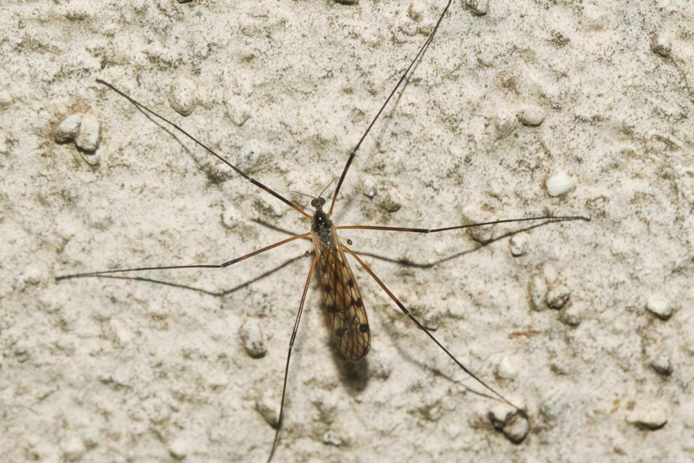 Limonia maculipennis (Meigen, 1818)