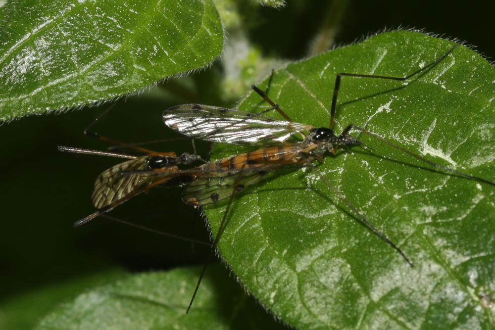 Limonia maculipennis (Meigen, 1818)
