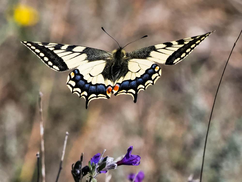 Machaon (Le), Grand Porte-Queue (Le) Papilio machaon Linnaeus, 1758