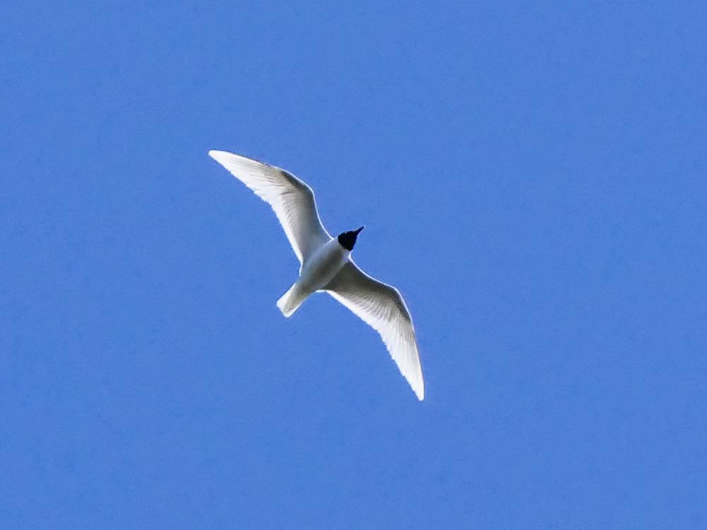 Mouette mélanocéphale Ichthyaetus melanocephalus (Temminck, 1820)