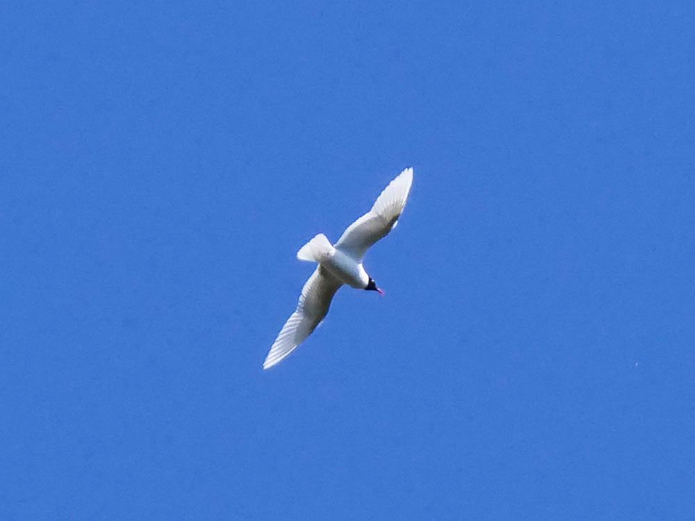 Mouette mélanocéphale Ichthyaetus melanocephalus (Temminck, 1820)