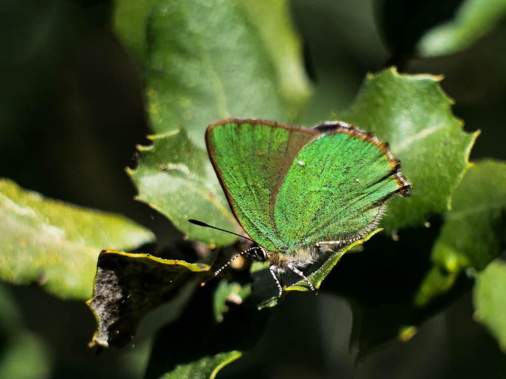Thécla de la Ronce (La), Argus vert (L') Callophrys rubi (Linnaeus, 1758)
