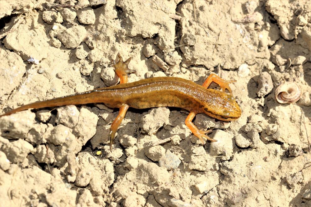 Triton palmé Lissotriton helveticus (Razoumowsky, 1789)