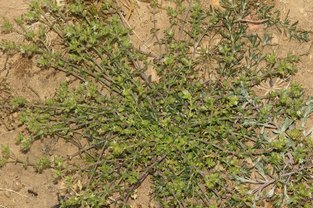 Sabline à feuilles de serpolet, Sabline des murs Arenaria serpyllifolia L., 1753