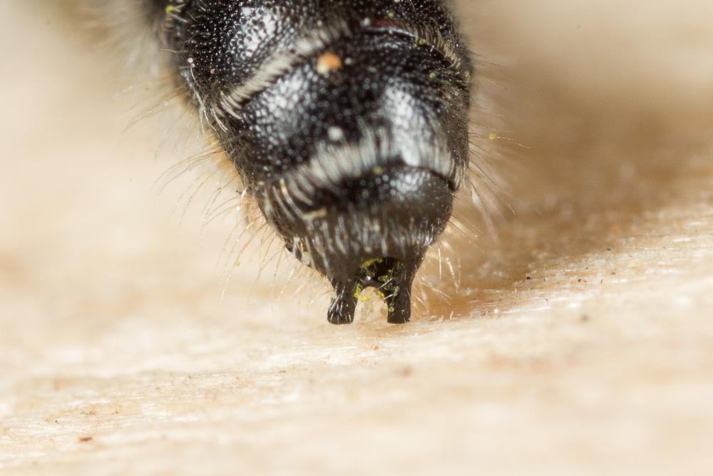  Chelostoma emarginatum (Nylander, 1856)