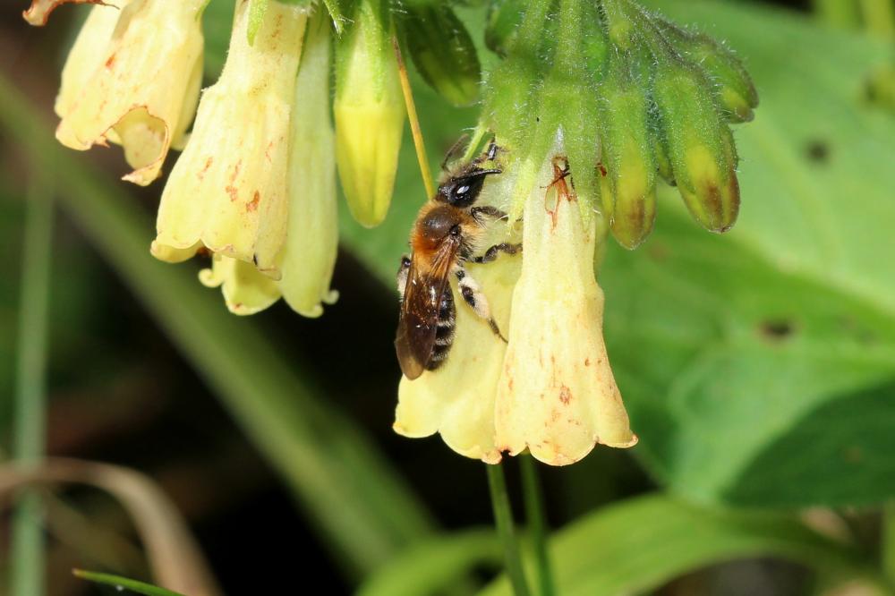  Andrena symphyti Schmiedeknecht, 1883