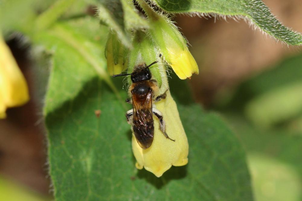 Andrena symphyti Schmiedeknecht, 1883