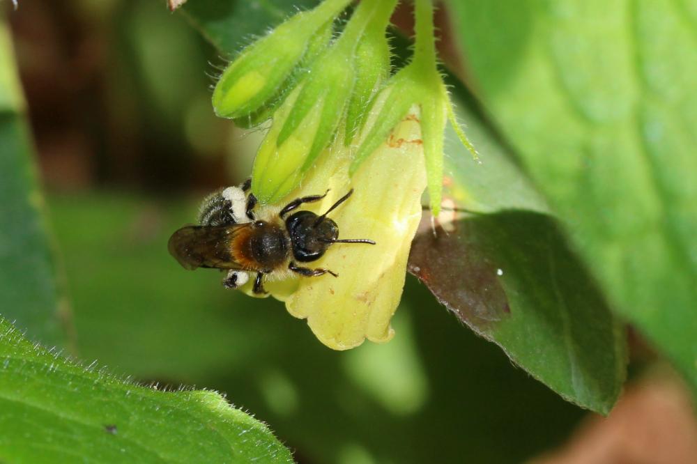  Andrena symphyti Schmiedeknecht, 1883