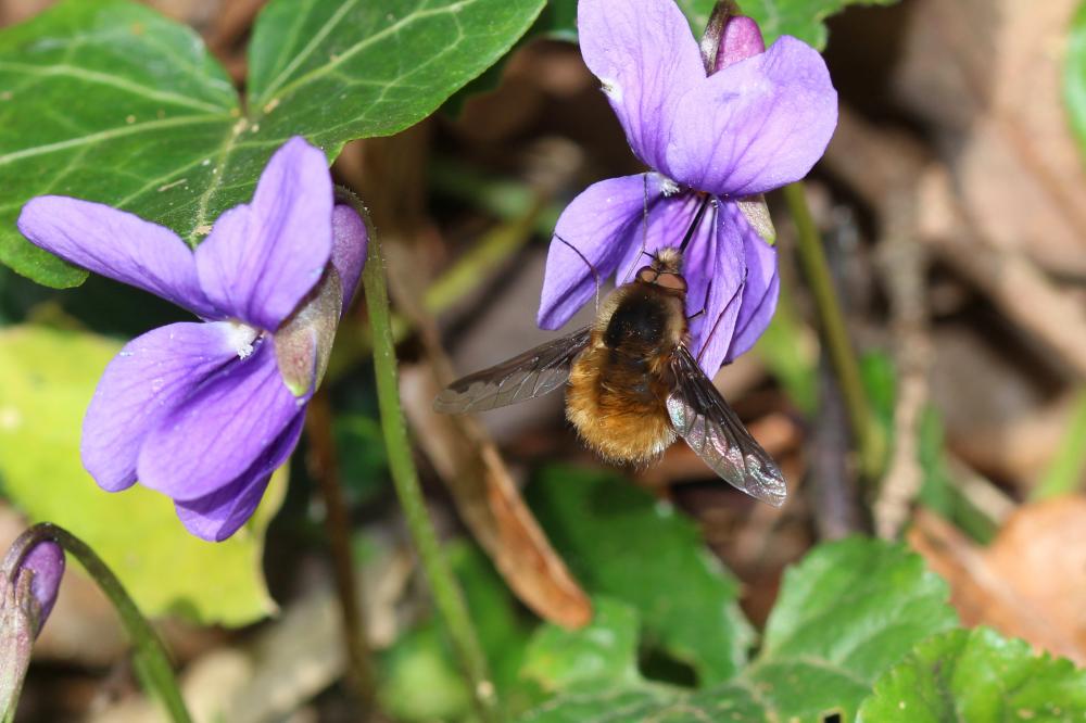 Grand bombyle Bombylius major Linnaeus, 1758