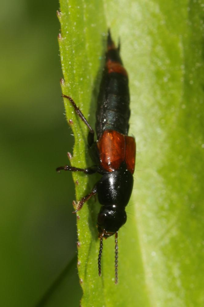 Astrapaeus ulmi (Rossi, 1790)