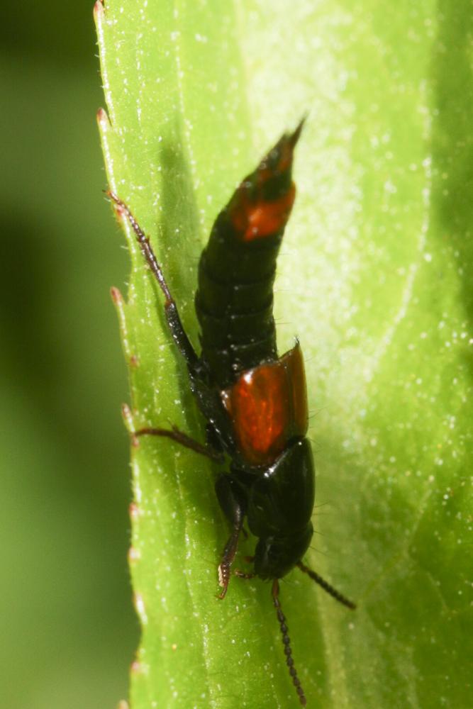  Astrapaeus ulmi (Rossi, 1790)