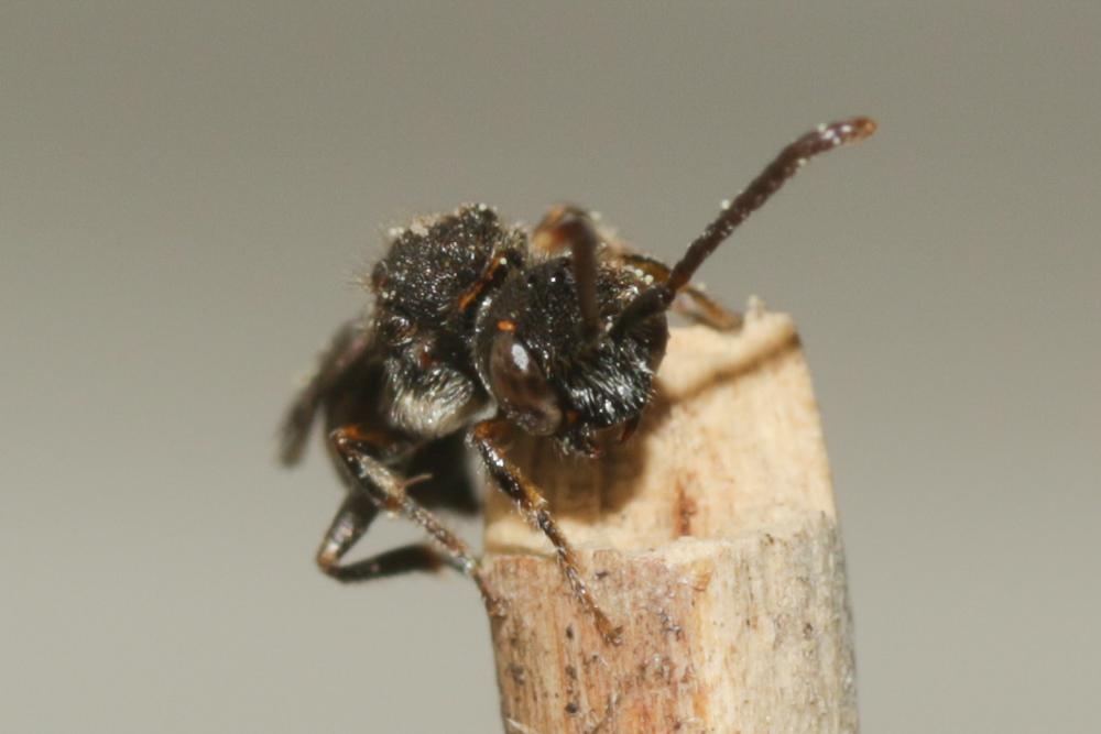 Nomada sheppardana (Kirby, 1802)