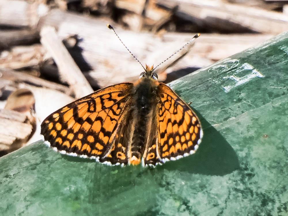 Mélitée du Plantain (La), Déesse à ceinturons (La) Melitaea cinxia (Linnaeus, 1758)