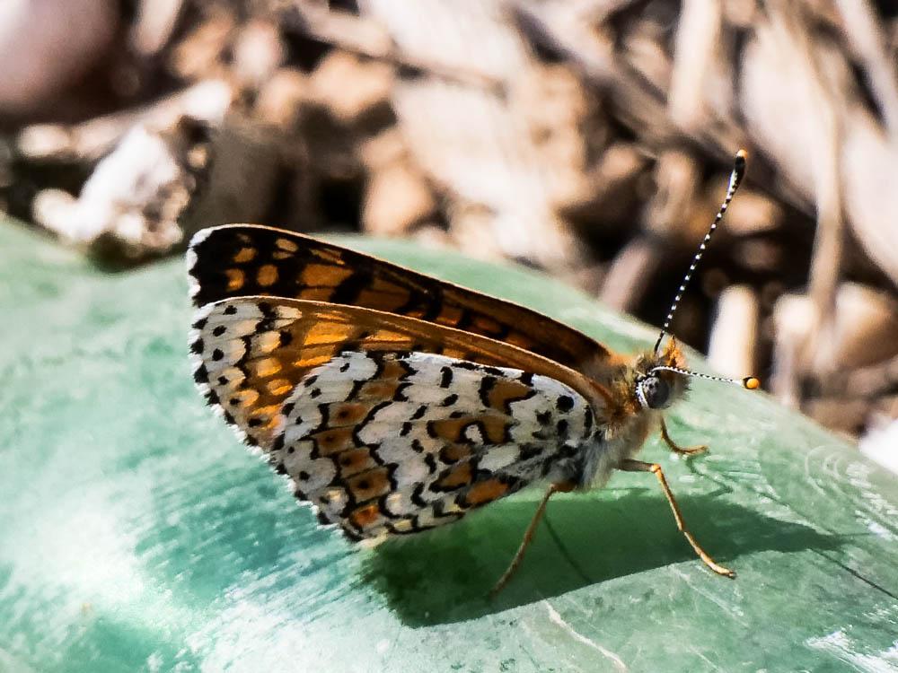 Mélitée du Plantain (La), Déesse à ceinturons (La) Melitaea cinxia (Linnaeus, 1758)