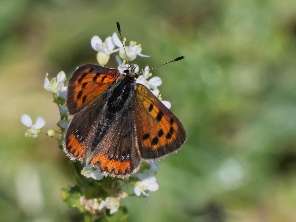Cuivré commun (Le), Argus bronzé (L'), Bronzé (Le) Lycaena phlaeas (Linnaeus, 1760)