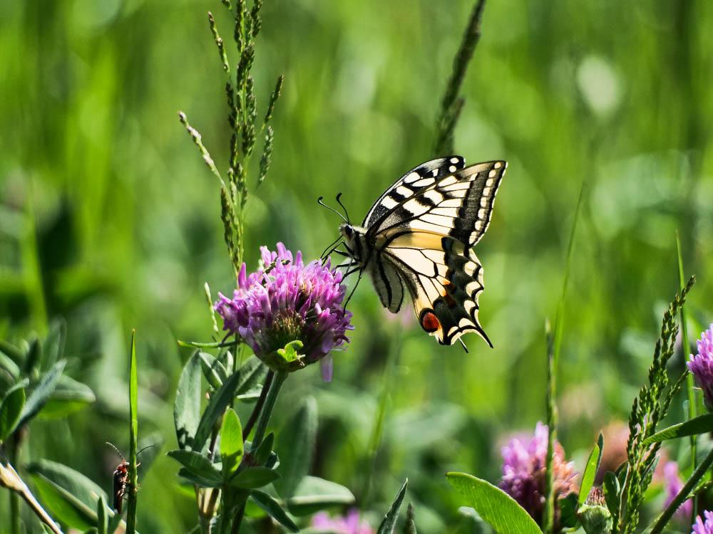 Machaon (Le), Grand Porte-Queue (Le) Papilio machaon Linnaeus, 1758