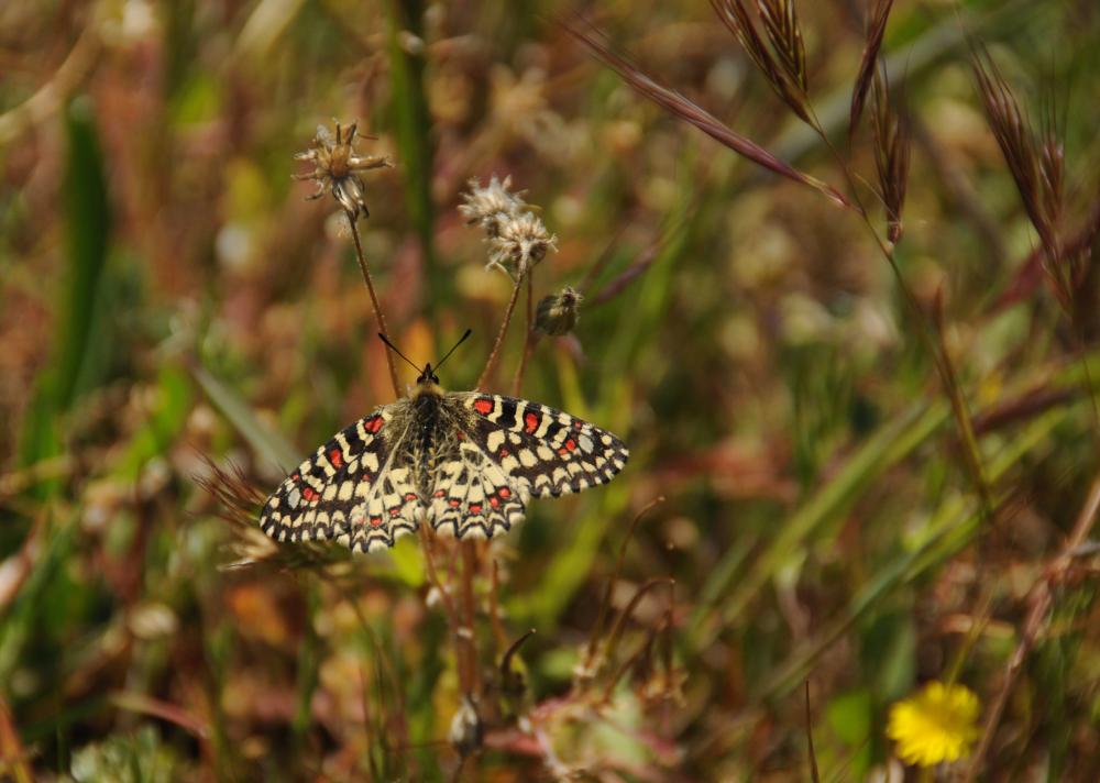 Proserpine (La), Thaïs écarlate (La), Proserpine d Zerynthia rumina (Linnaeus, 1758)