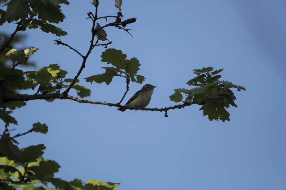 Pouillot de Bonelli Phylloscopus bonelli (Vieillot, 1819)