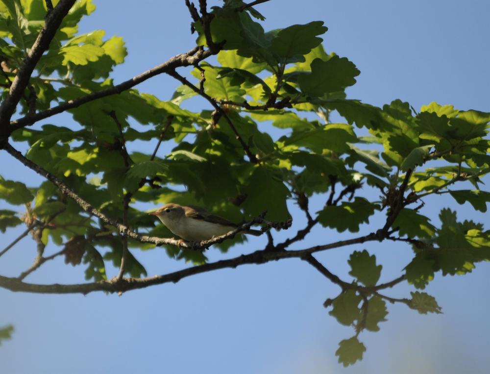 Pouillot de Bonelli Phylloscopus bonelli (Vieillot, 1819)
