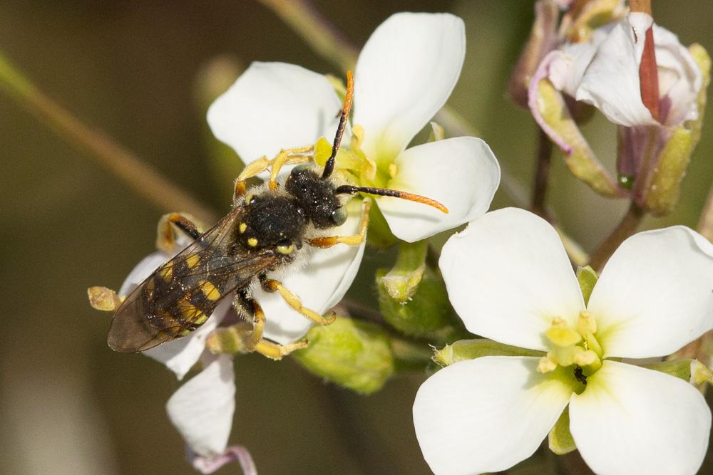 Nomada sexfasciata Panzer, 1799