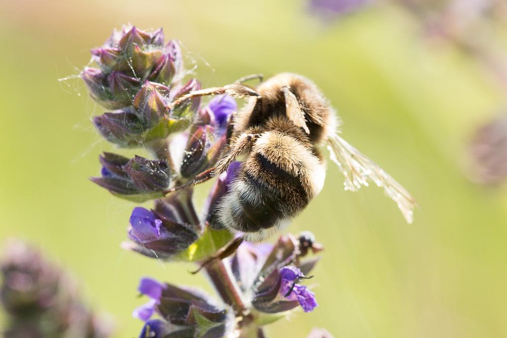 Bourdon terrestre (Le) Bombus terrestris (Linnaeus, 1758)