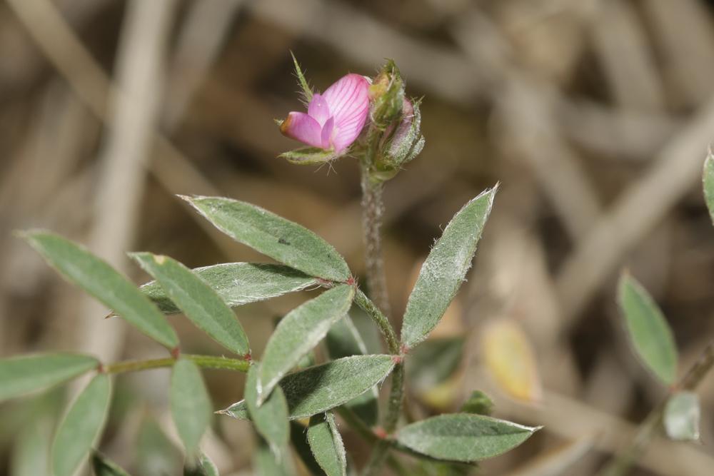 Sainfoin Tête-de-coq Onobrychis caput-galli (L.) Lam., 1779