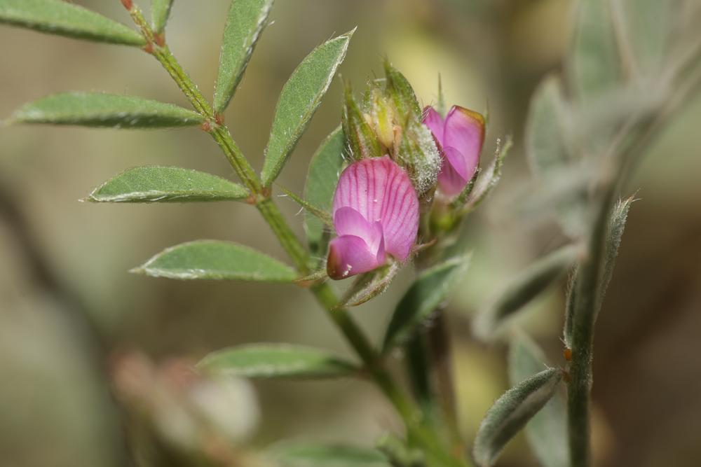 Sainfoin Tête-de-coq Onobrychis caput-galli (L.) Lam., 1779
