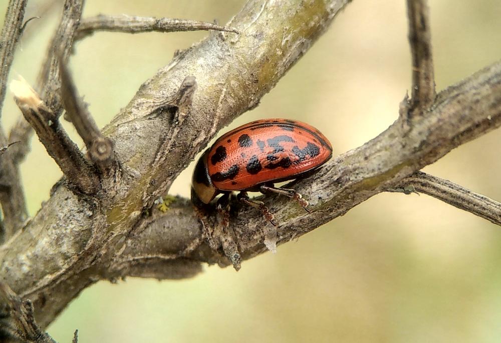  Gonioctena variabilis (Olivier, 1790)