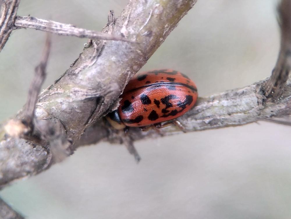  Gonioctena variabilis (Olivier, 1790)