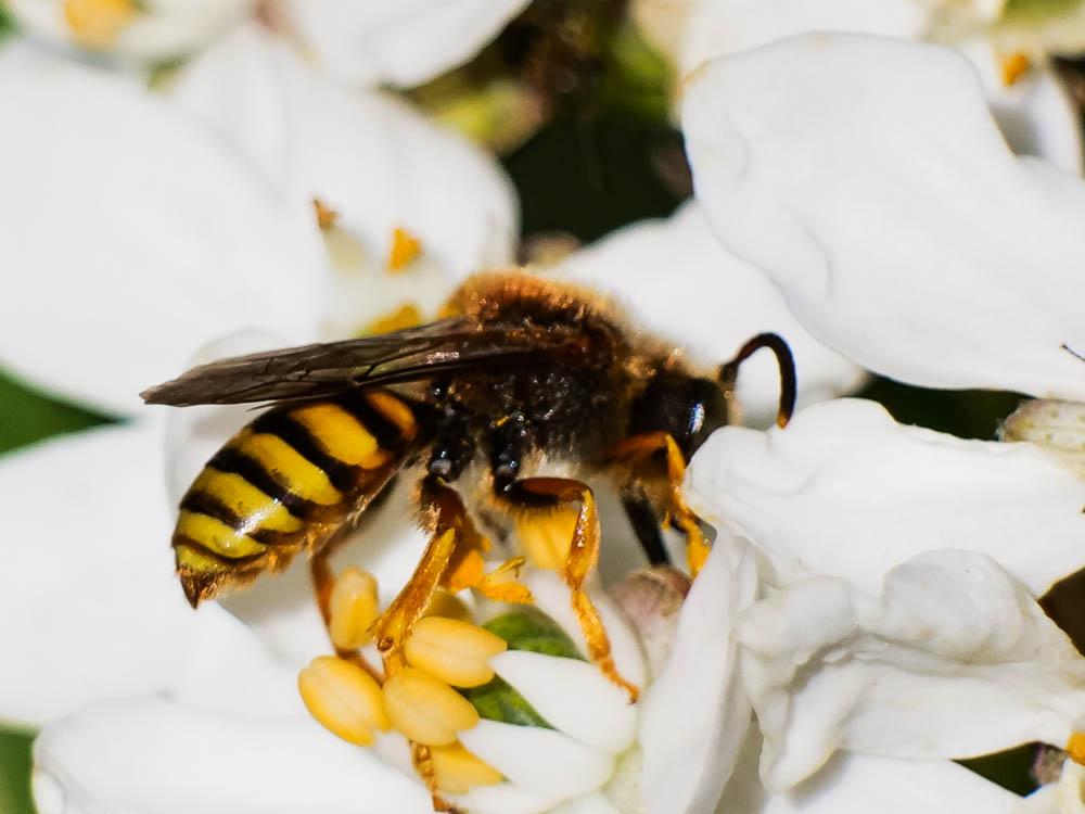 Nomada agrestis Fabricius, 1787
