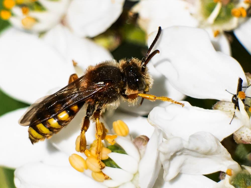 Nomada agrestis Fabricius, 1787