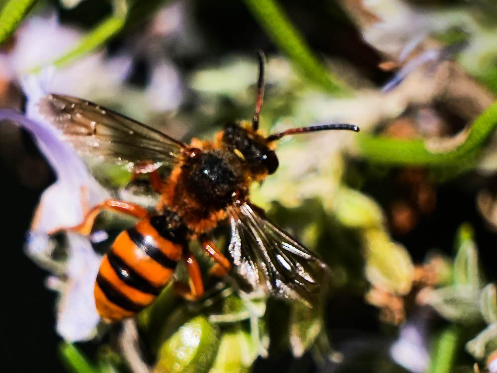 Nomada agrestis Fabricius, 1787