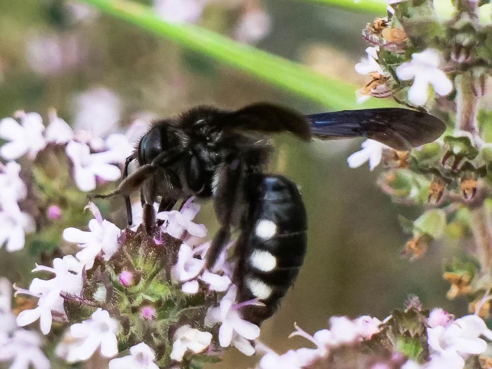  Andrena albopunctata (Rossi, 1792)