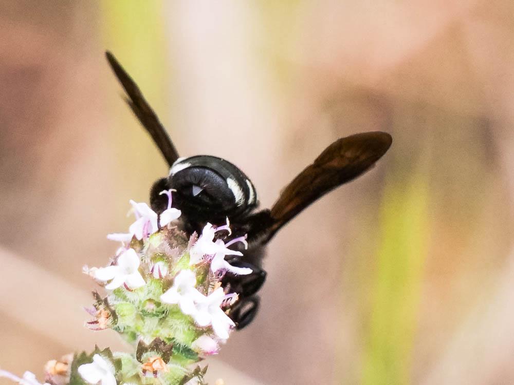 Andrena albopunctata (Rossi, 1792)