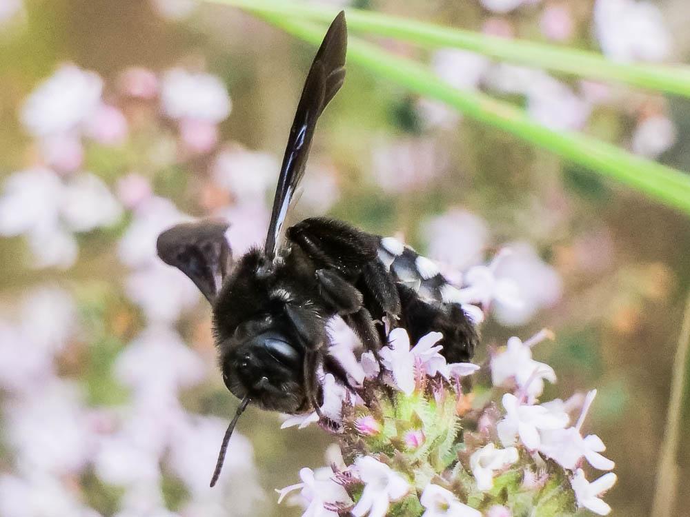  Andrena albopunctata (Rossi, 1792)