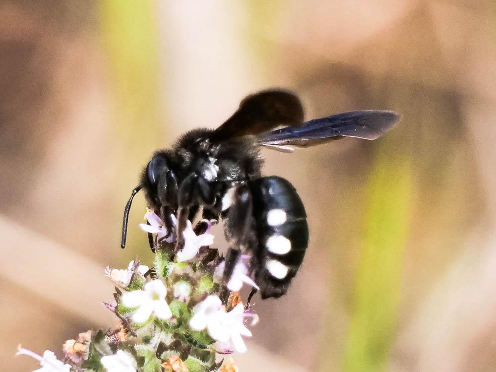  Andrena albopunctata (Rossi, 1792)