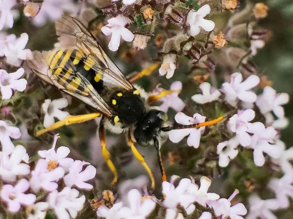  Nomada sexfasciata Panzer, 1799