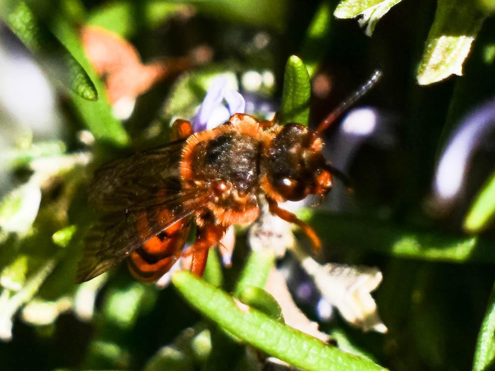Nomada agrestis Fabricius, 1787