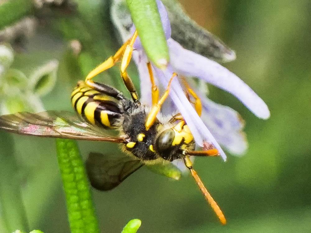 Nomada succincta Panzer, 1798
