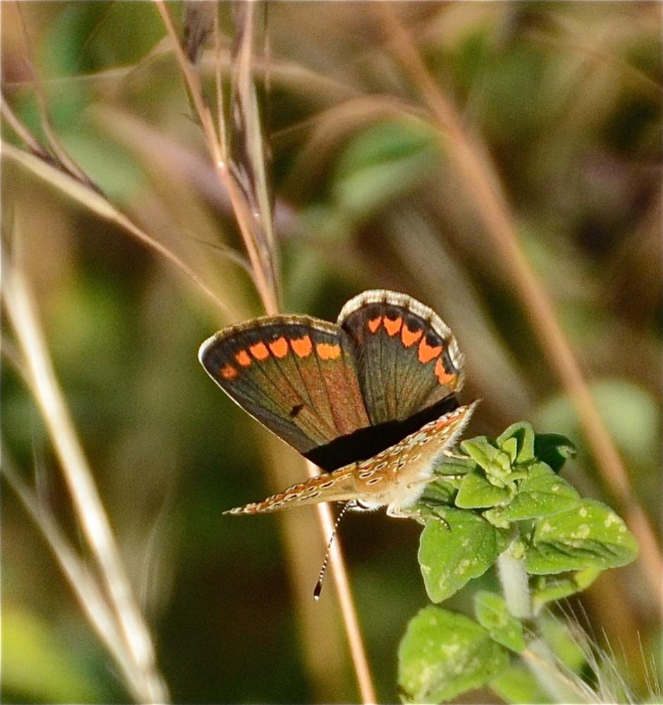 Collier-de-corail (Le), Argus brun (L') Aricia agestis (Denis & Schiffermüller, 1775)