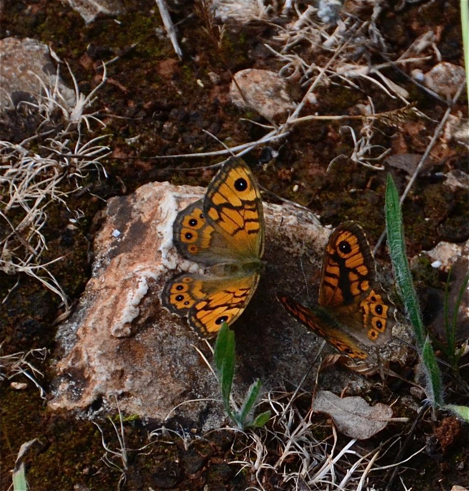 Mégère (La), Satyre (Le) Lasiommata megera (Linnaeus, 1767)