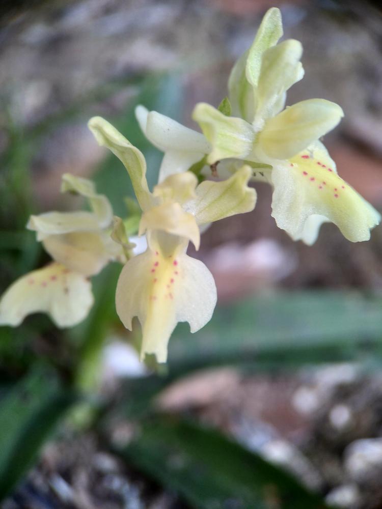 Orchis de Provence Orchis provincialis Balb. ex DC., 1806