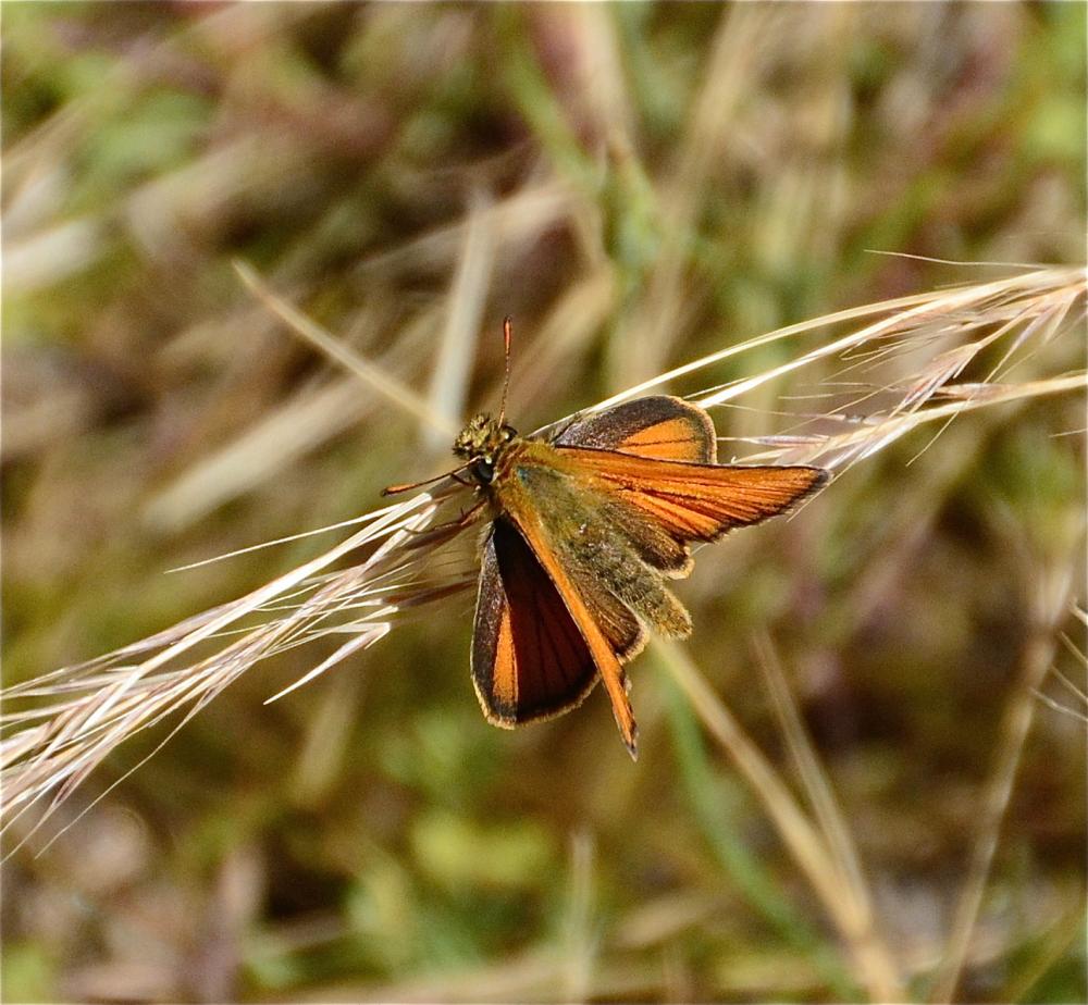 Hespérie du Dactyle (L'), Hespérie europénne (au C Thymelicus lineola (Ochsenheimer, 1808)
