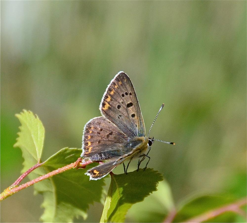 Cuivré fuligineux (Le), Argus myope (L'), Polyomma Lycaena tityrus (Poda, 1761)