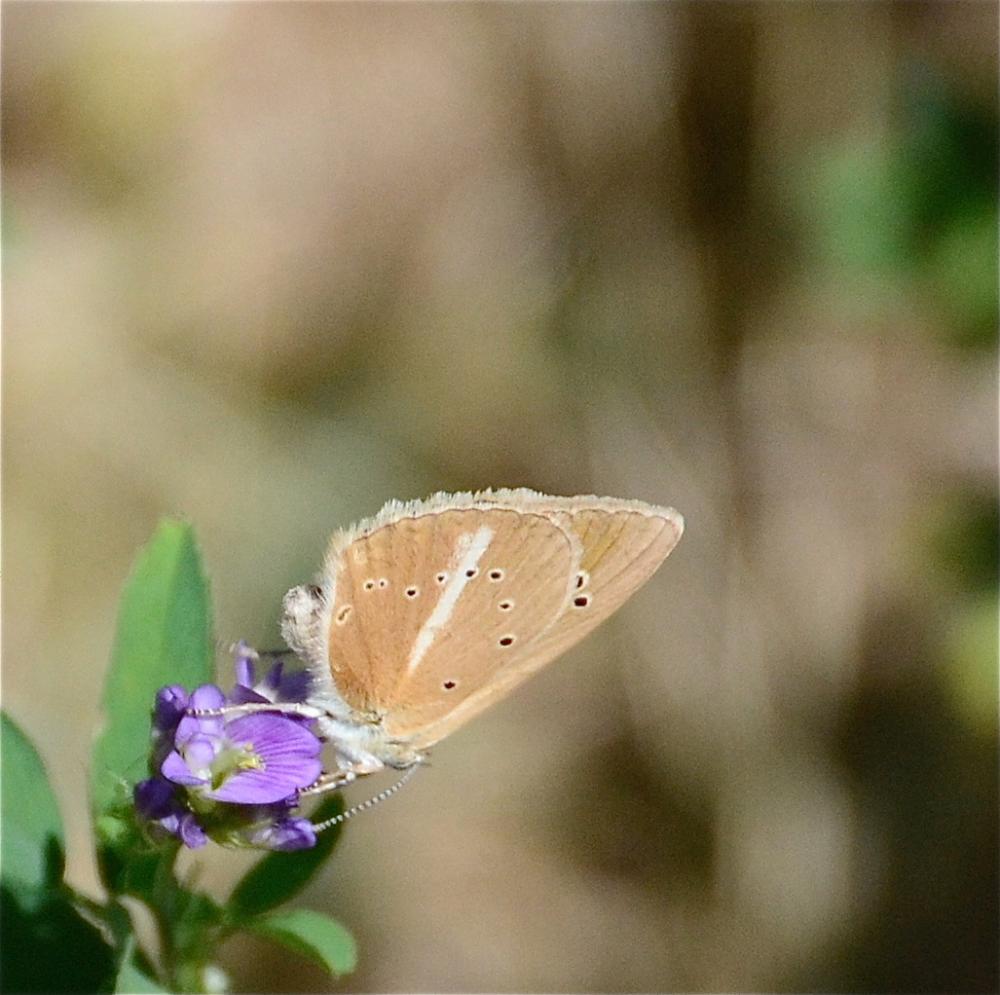 Sablé de la Luzerne (Le), Argus bleu clair (L') Polyommatus dolus (Hübner, 1823)